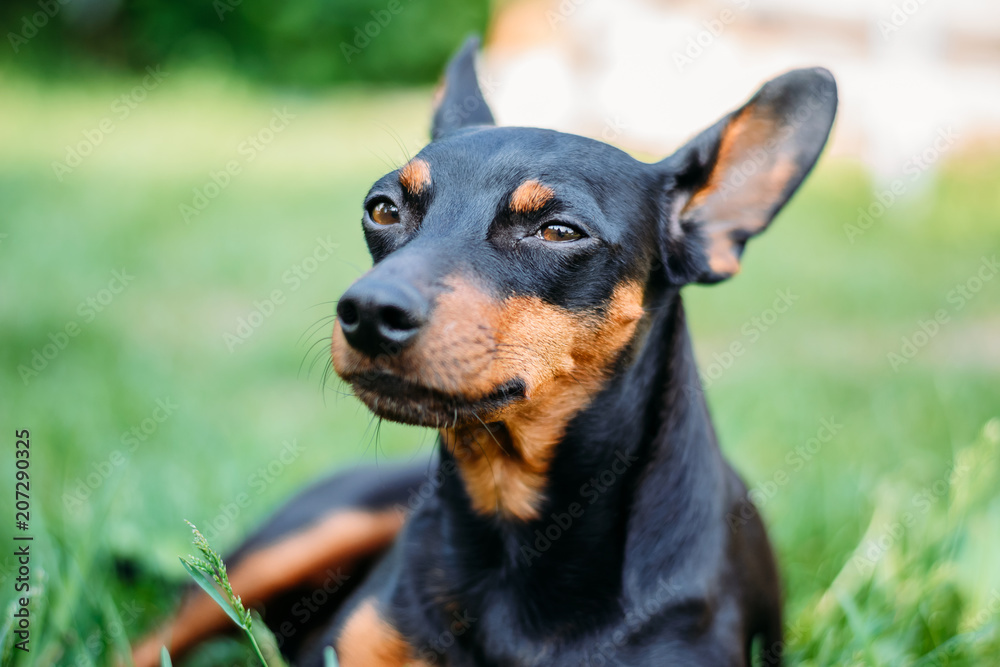 miniature pinscher in green grass