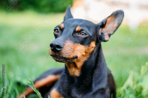 miniature pinscher in green grass