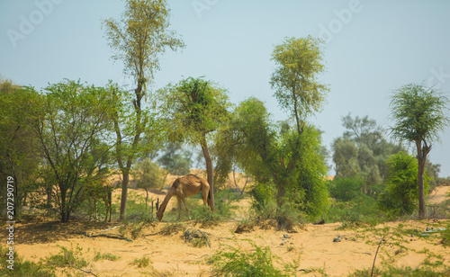 camels in the Arabian desert