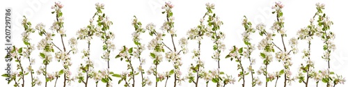 Decoration with blooming apple twigs in a row on a white background.