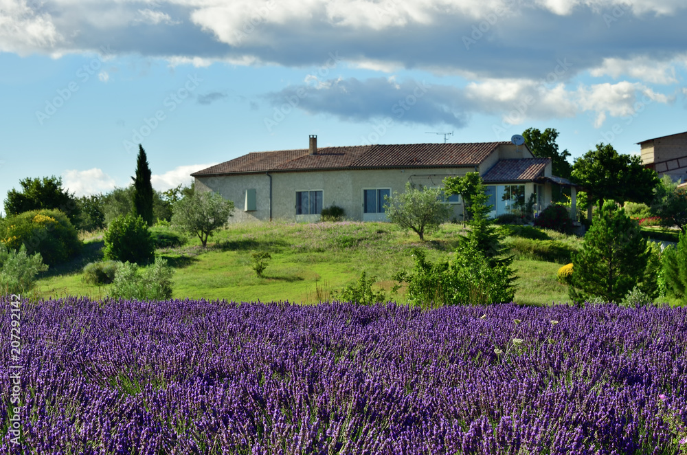 Obraz Provence rural landscape, France