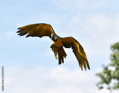 guacamayo volando en una exhibicion de aves