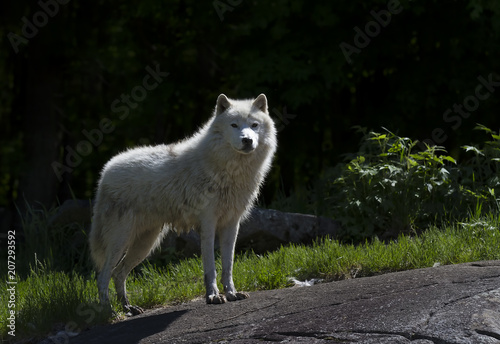 Arctic wolf (Canis lupus arctos) standing on a rock in spring in Canada