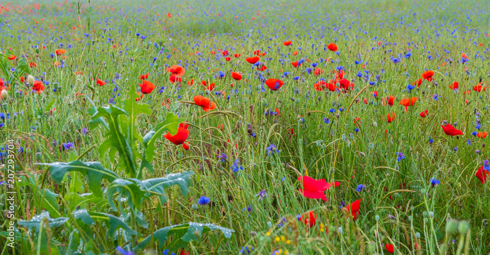 Fototapeta premium Mohnfeld am Morgen