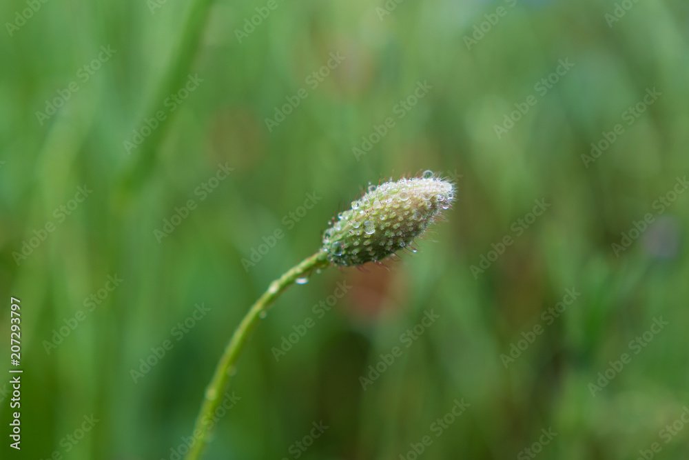 geschlossener Mohn mit Wassertropfen