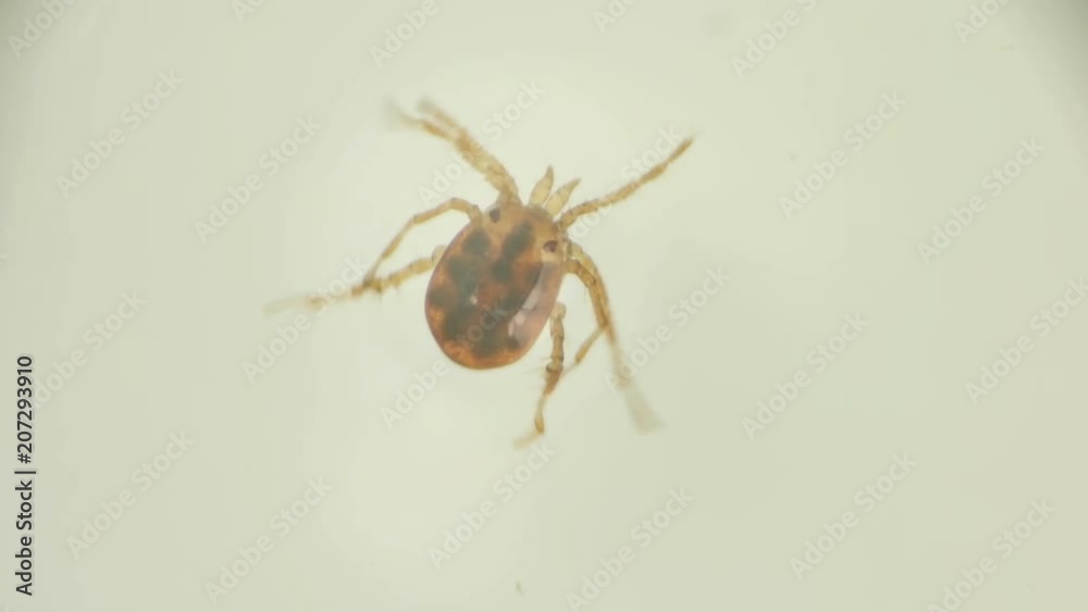 water mite-Hydrachnidia under a microscope water mite-Hydrachnidia under a microscope