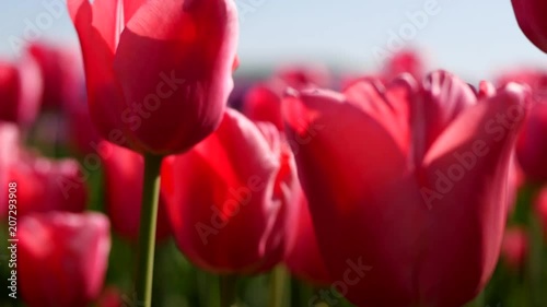 Beautiful red tulip blooms against a blue sky