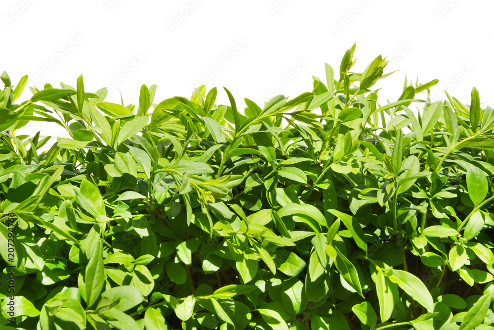 Fresh privet in a hedge on a white background. Fresh privet in a hedge on a white background.