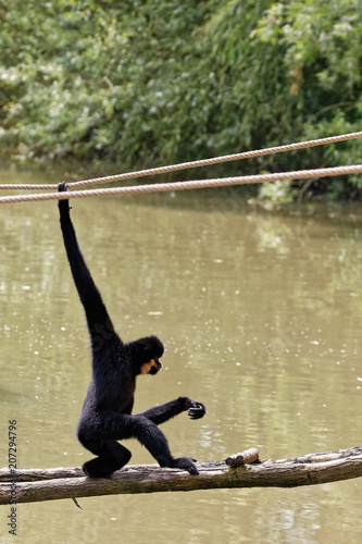 Gibbon à favoris roux photo