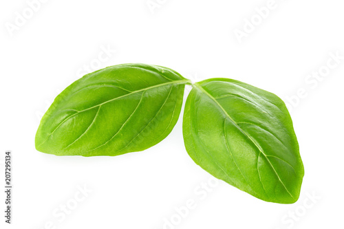 Close up of fresh green basil herb leaves isolated on white background. Sweet Genovese basil