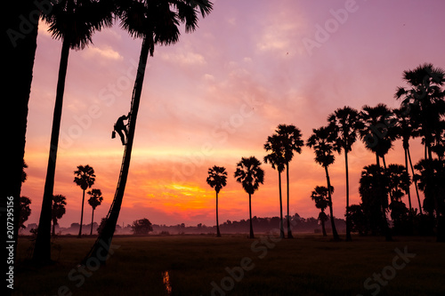 Farmer climbing on plam tree