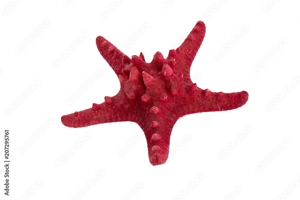 Sea star isolated on white background. Sea star isolated on white background.