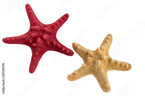 Sea stars isolated on white background.Sea stars collection.