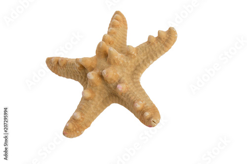 Sea star isolated on white background. photo