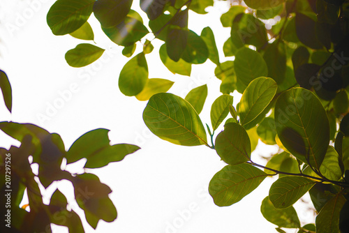 Green fresh leaves with sunlight background © innatyshchenko