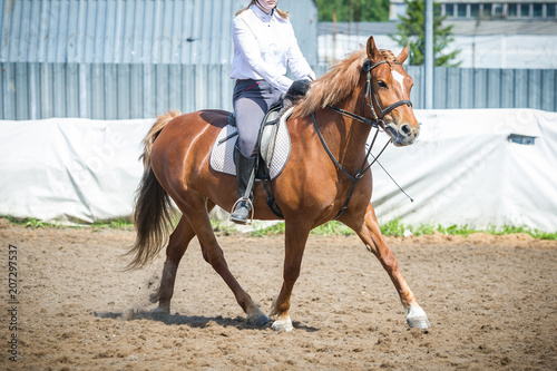 Training in horse riding, entry level. Cavaletti on a trot © Dotana