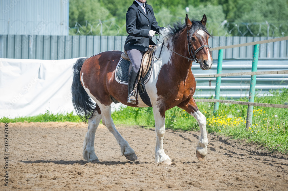 Training in horse riding, entry level. Cavaletti on a trot Training in horse riding, entry level. Cavaletti on a trot