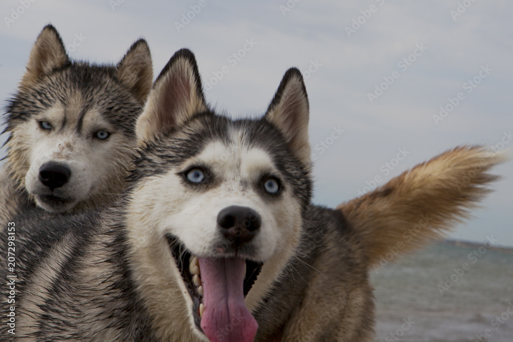 Couple of husky dogs playing on seaside Couple of husky dogs playing on seaside