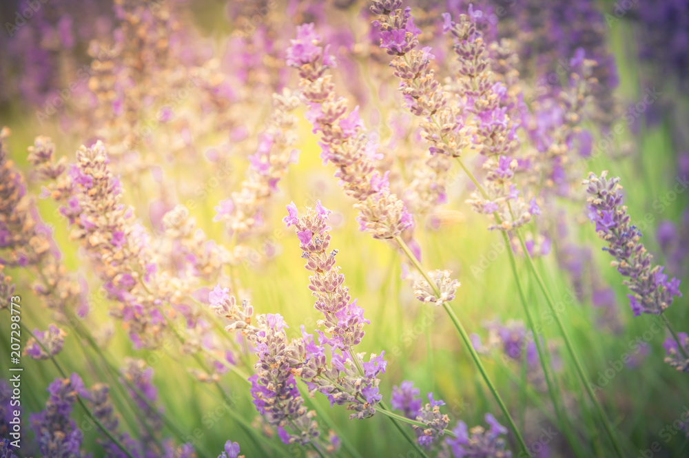Fototapeta premium Vintage tone lavender flowers in the field at Sequim, Washington, USA. Blooming healing lavender plants in summer day ready to pick. Purple herbal rows on agriculture farm in countryside