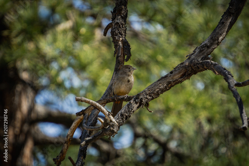 Canyon Towhee photo