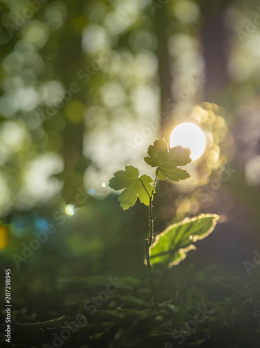 Ein zweiblättriger Baumsetzling im aufgehenden Sonnenlicht am Waldboden