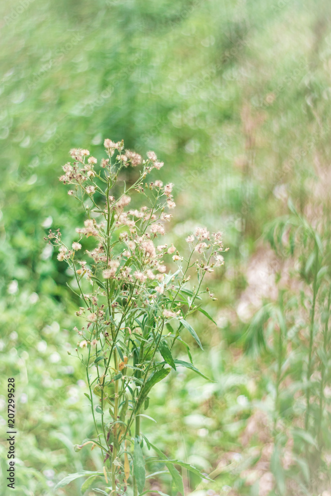 Fototapeta premium Flowers grass background. In soft style.