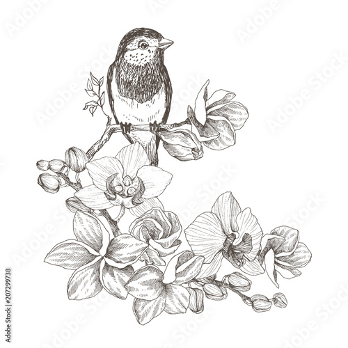 Bird hand drawn in vintage style with tropical flowers. Spring bird sitting on blossom branches of orchid. Linear engraved art. Bird concept. Romantic concept. Vector design