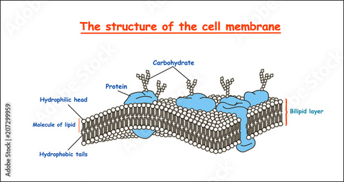 cell membrane structure in monochrome on white background isolated. Education vector illustration 