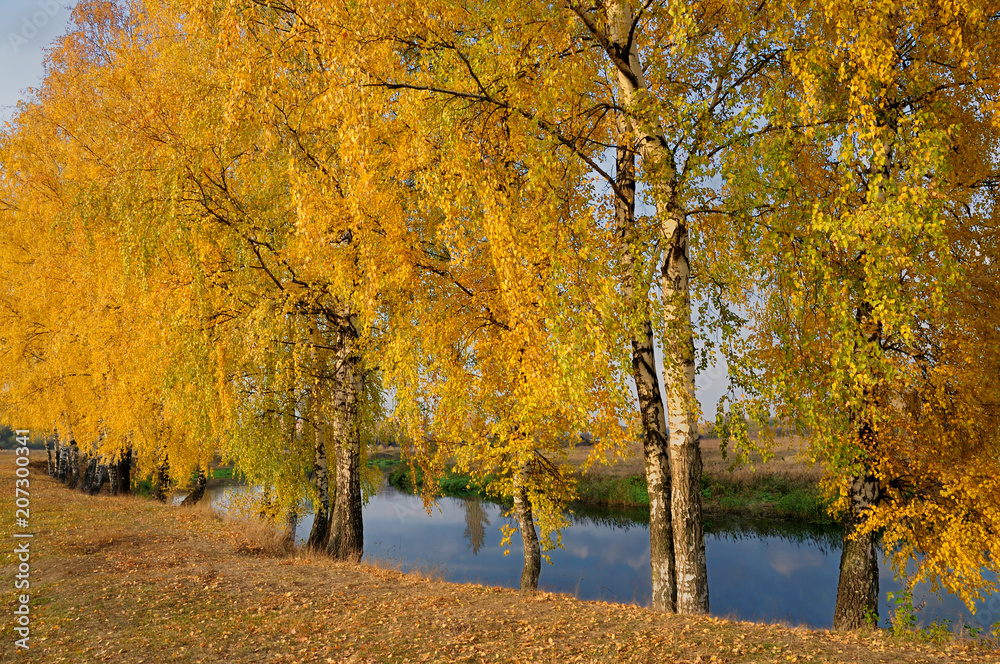 Fototapeta premium autumn