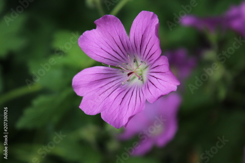 Pink Blume
