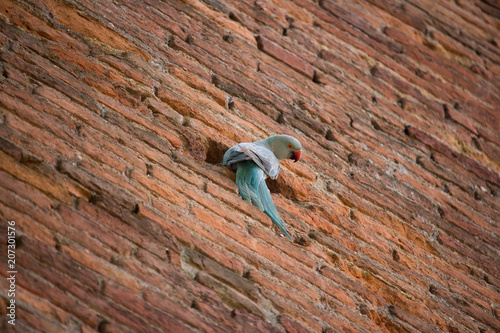 Blue parrot on wall