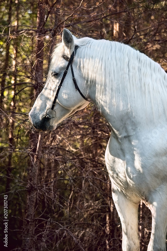 portrait of white Percheron Draft Horse at forest background