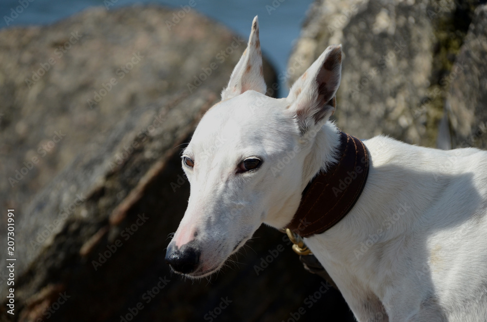 Face side portrait of a white podenco ibcenco dog.