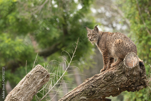 Canvas Print Iberian Lynx portrait