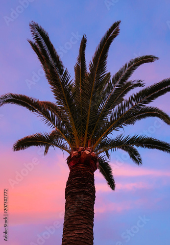 Palm tree with beautiful pi...