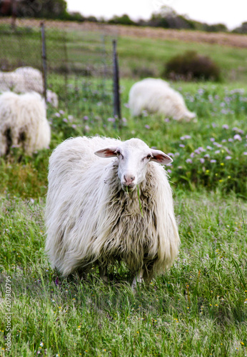 sheep and lamb
