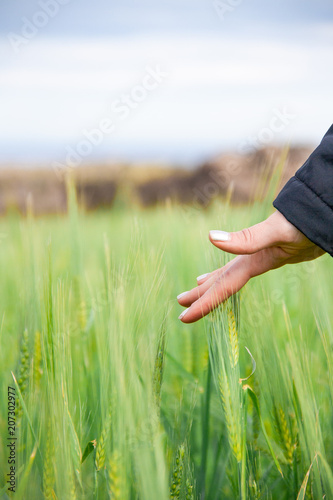 person in wheat field