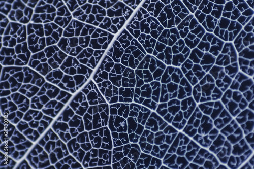 natural blue background, with delicate beautiful transparent openwork skeletons of leaves