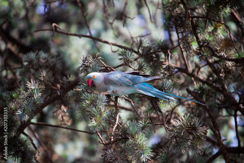 Blue parrot on tree
