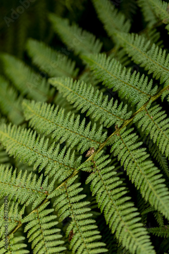 Detail of the fern leaves