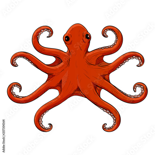 Octopus. Red hand drawn sketch with symmetric tentacles