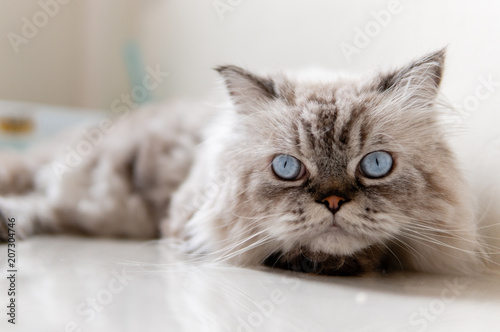 Domestic cat,Gray fur cat.