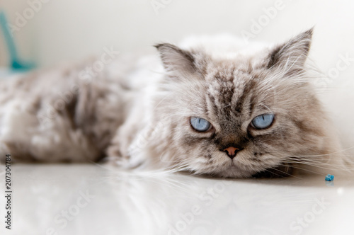 Domestic cat,Gray fur cat. © nomadnes