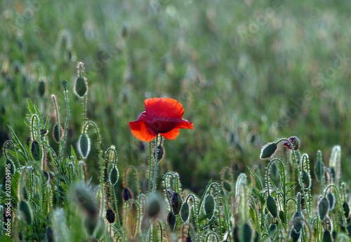 Obraz na płótnie Single red poppy on green weeds field. w salonie