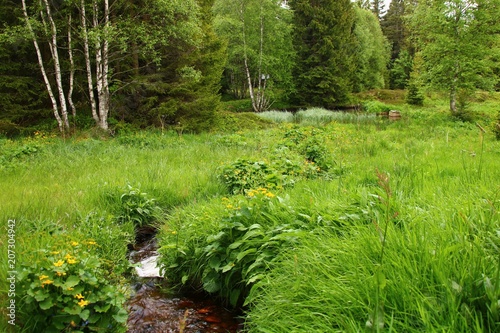 bächlein im moor  romantische landschaft photo