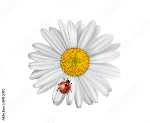 Fototapeta Naklejka Na Ścianę i Meble -  Margerite mit Marienkäfer, Gänseblümchen mit Glücksbringer,
Vektor Illustration isoliert auf weißem Hintergrund