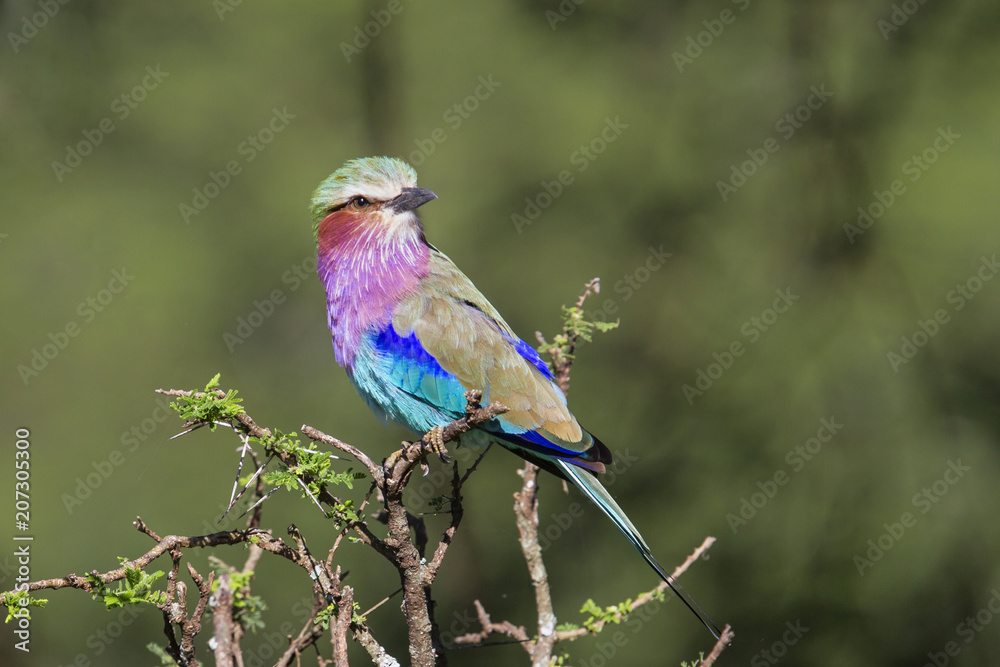 Fototapeta premium Lilac breasted roller in the Serengeti National Park in Tanzania