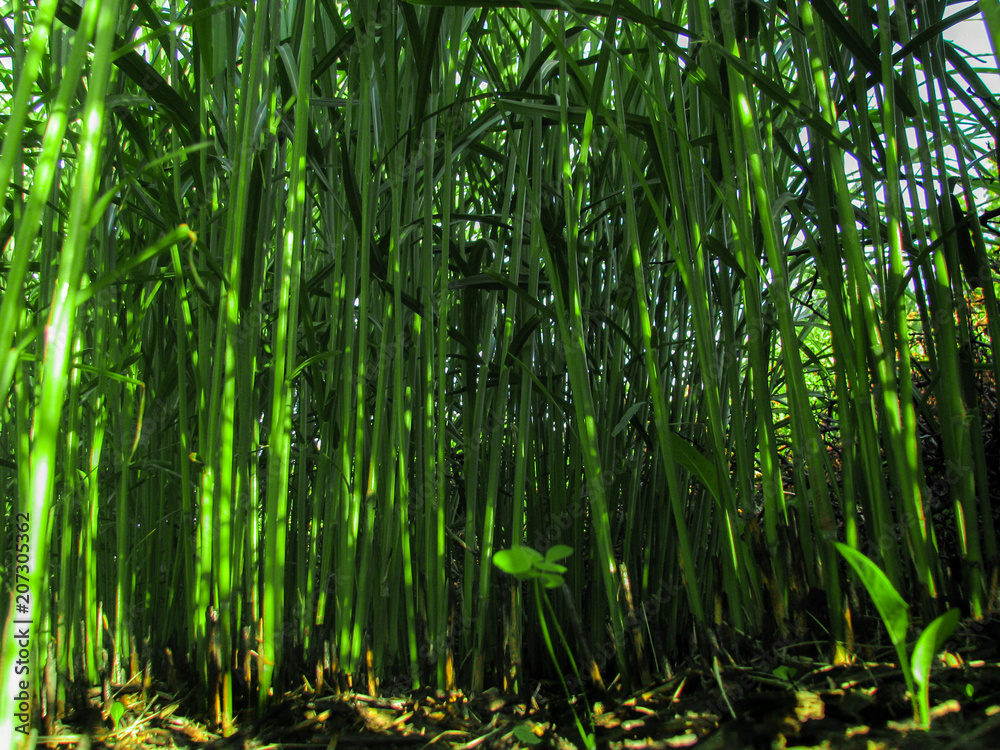 Fototapeta premium green city jungle4