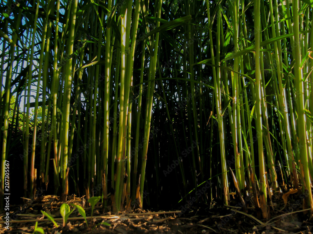 Fototapeta premium green city jungle6