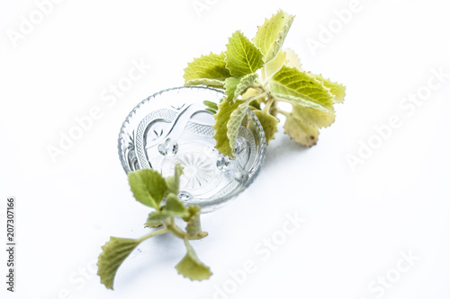 Ajwain water or carom extract or bishop's weed water in a bowl with raw ajwain or  oomam leaves isolated on white. photo